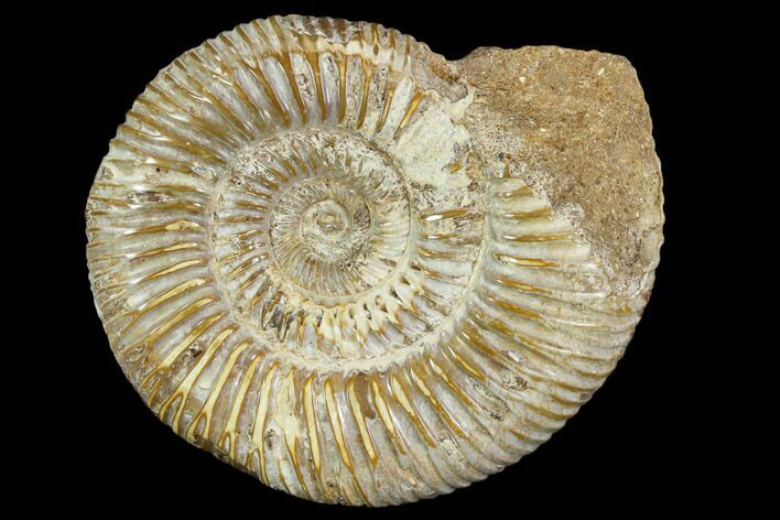 Polished Jurassic Ammonite (Perisphinctes) - Madagascar #104926